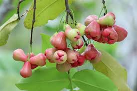 Image result for Syzygium jambos