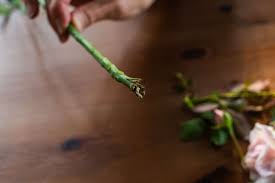 Dreamstime is the world`s largest stock photography community. How To Grow Roses From Cuttings