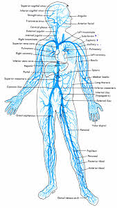 Vein Chart Circulatory System Anatomy Physiology