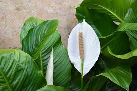 Bunga ini menjadi lambang kesucian, ketulusan, kemuliaan, kemurnian seta. 5 Manfaat Bunga Peace Lily Gak Cuma Sebagai Dekorasi