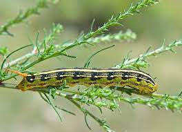 Caterpillar colorado m wc44100940 black yellowtop rated seller. Caterpillars And Moths Plants And Animals Of Northeast Colorado