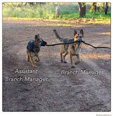Branch Manager Dog Assistant Funny Animal Pictures Funny Animals Funny Dogs