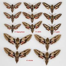 Image result for Hypselodelphys