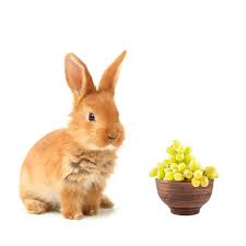 They scratch the ground and find however, we need to remember that these are very sweet treats, and that is why we humans like to eat them almost as much as chickens love to eat grapes. Can Rabbits Eat Grapes Yes But In Very Limited Amounts