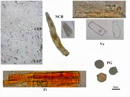 Image result for Spermacoce princeae