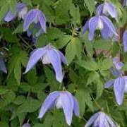 Check spelling or type a new query. Clematis Alpina Frankie Care Plant Varieties Pruning Advice