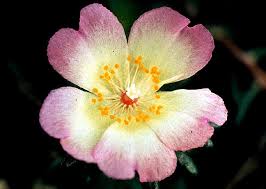 Image result for Portulacaceae