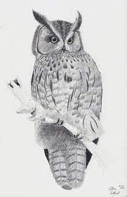 Pin On Owls
