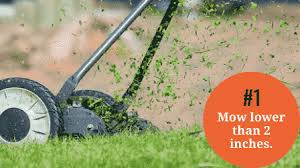 Aerate your lawn before you overseed if you are trying to bring your lawn back to life and want a fuller and healthier turf, you probably already know about overseeding. How To Overseed A Lawn Without Aerating 6 Illustrated Steps Cg Lawn