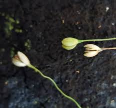 Image result for Isachne mauritiana