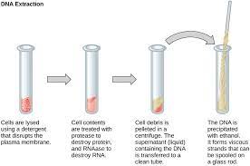 A transgenic organism is an organism that receives all of its genes from only a single parent. 17 1 Biotechnology Texas Gateway