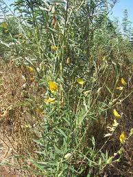 Image result for Crotalaria juncea