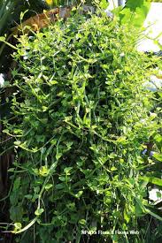 Image result for Cissus quadrangularis