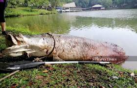 The most talked about articles on the subject of tun fuad stephens. Giant Arapaima Found Dead In Lake At Tun Fuad Stephens Park