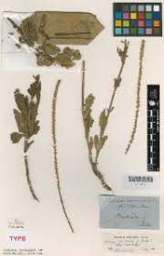 Image result for Chascanum pumilum