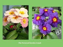 Check spelling or type a new query. Early Flowering Perennial Performers For Impact The Personal Garden Coach
