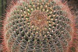 The saguaro cactus is a very unusual looking tree of the desert. 515 Crown Cactus Photos Free Royalty Free Stock Photos From Dreamstime
