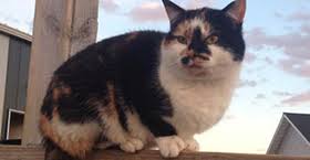 Maybe you would like to learn more about one of these? Home Wisconsin Humane Society