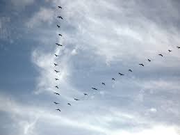نتیجه جستجوی لغت [flock] در گوگل