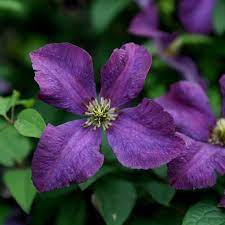 Clematis with small purple flowers. Buy Clematis Group 3 Syn Clematis Etoile Violette Clematis Etoile Violette 24 99 Delivery By Crocus