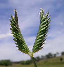 Image result for Tristachya