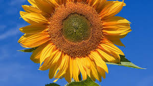 We did not find results for: Pest Fighting Flowers Finegardening