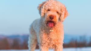 Looking for healthy lagotto romagnolo puppies for sale. Lagotto Romagnolo Full Profile History And Care