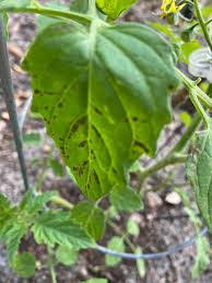 Image result for tomato seedling early blight