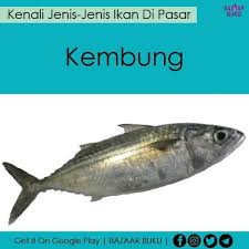 Jika di masyarakat, ikan laut konsumsi ini sudah tidak asing lagi, selain itu terdapat juga kandungan minyaknya yang kemudian dibuat dan diolah lagi menjadi ikan instan sarden kalengan. Jom Kenali Jenis Jenis Ikan Di Pasar Food Viral Malaysia Facebook