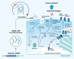 Ribosomes are complex machinery in the cells that are responsible. Der Durchbruch Der Mrna Impfstoffe Der Niedergelassene Arzt