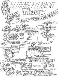 Muscle Contraction Sliding Filament Sketch Notes W Tcher Guide Student Notes Sketch Notes Physical Therapy Student Human Anatomy And Physiology