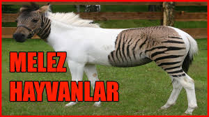 Cok Sasirtici Melez Hayvanlar Youtube