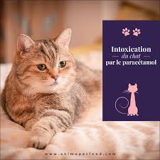 Si ton veto te dis que cest bon et bien cest bon. L Intoxication Au Paracetamol Chez Les Chats