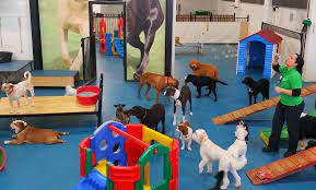 Camp bow wow north durham. Adelaide S First And Best Doggy Daycare