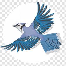 Draw guidelines for blue jay's legs. Blue Jay Bird Flight Wing Beak Transparent Png