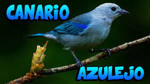 Canario Mariposa 4k Youtube