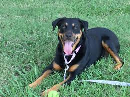 Rottweiler puppies for adoption near me