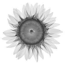Sunflower Xray Tatuagens