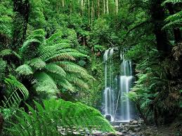 Bagaimanakah pelbagai hutan hujan tropika? Geografi T3 Bab 4 Geography Quiz Quizizz