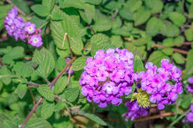 Image result for Lantana rugosa