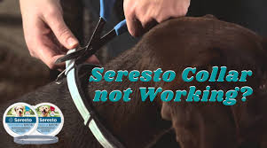 The seresto collars are the only product on the market that contains a cocktail of two pesticides, krishnamoorthi wrote. Seresto Collar Not Working Find Out Why And What To Do