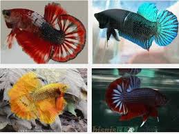 Hehehe tenang saja anda datang di halaman yang. Cara Membuat Warna Ikan Cupang Bagus Dan Cantik