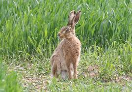 نتیجه جستجوی لغت [hare] در گوگل