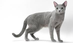 Submitted 3 days ago by scofieldreturns. What Is A Russian Blue Cat The Pets Dialogue
