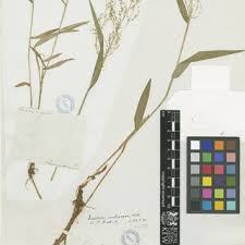Image result for Panicum pectinellum