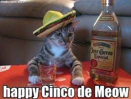 Since then, most people mistake it for mexico's independence day one meme all student can relate to features a cat drinking hard liquor with a sombrero on and says, that awkward moment when you realize cinco de. Happy Cinco De Mayo Memes To Celebrate The Drinking Holiday