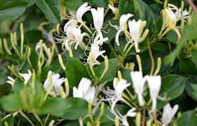 Mana maicii domnului este folosită în diverse boli, sub formă de infuzii, decocturi sau cataplasme. Caprifoiul Flori Frumoase Parfumate Èi De Leac Paradis Verde