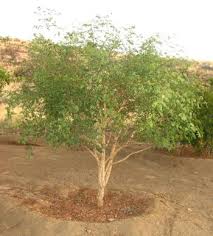 Image result for Acacia burkei