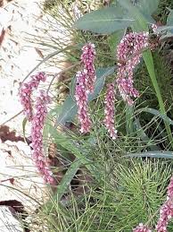 Image result for Persicaria lapathifolia
