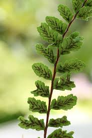 Image result for Trichomanes